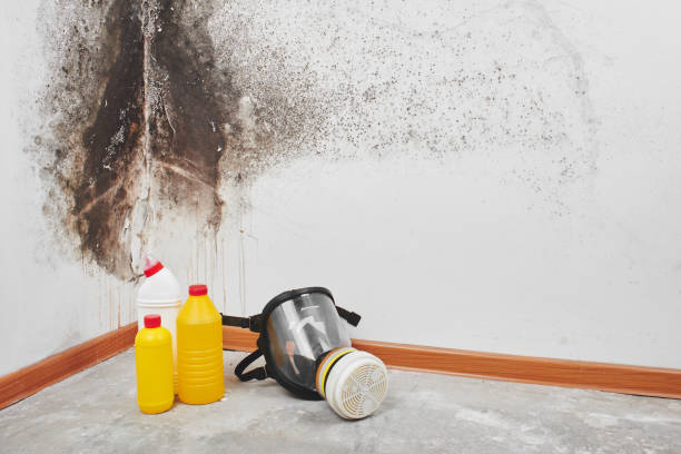 Best Mold Testing and Inspection Services in Mount Vernon, IA