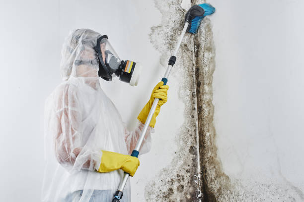 Best Post-Flood Mold Remediation in Mount Vernon, IA