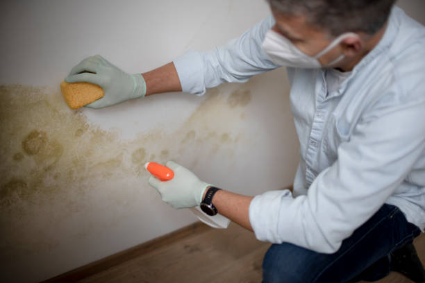 Best Preventive Mold Services in Mount Vernon, IA